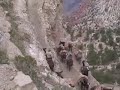 Grand Canyon Mule Ride - 5 of 5 clips S. Kaibab Trail