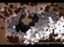 12 ga shotgun with birdshot vs Front Indoor walll