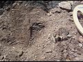 Digging Several Gold Nuggets with the Minelab GPX-4500