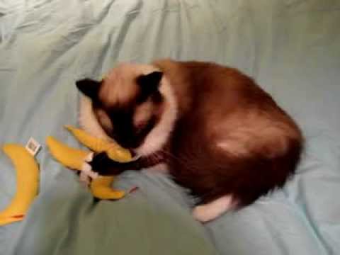 0 Caymus Videos