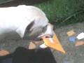 Aquiles Cachorro-Carteiro