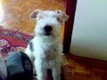 Hungry fox terrier!