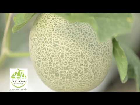 ปราชญ์เกษตรของแผ่นดิน สาขาปราชญ์เกษตรดีเด่น ระดับเขต (เขต 1)