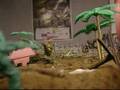 army men and black cats