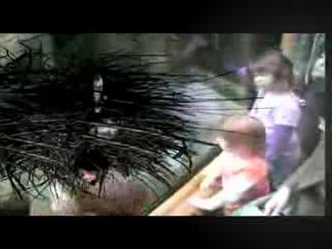 WERT-Ethology