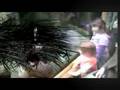 WERT-Ethology
