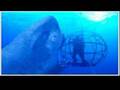 ＜サメ－Shark179－＞危険種