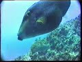 Scuba dive South West Rocks in NSW, Australia. Scuba dive South West Rocks in NSW, Australia.