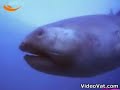 megamouth shark