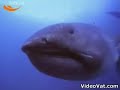 ふしぎ生物3.jpg