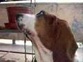 Basset Hound video