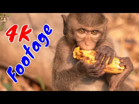 Những Cảnh Quay Đẹp Chất Lượng 4K Về Loài Khỉ Tập 33