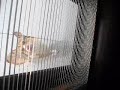 Window Shade Window Shade
