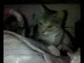 videos de Kituś