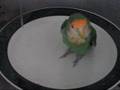 videos de lovebird bathing on a plate