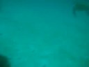 Tortugas Gorgona