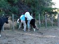 Jineteando el ternero