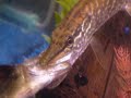 Northern Pike Eats Largemouth Bass
