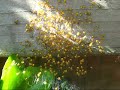 Young Cross spiders on the run Young Cross spiders on the run