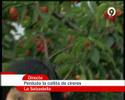 Vinaros.News, cireres Salzadella, Canal 9 Vinaros.News, cireres Salzadella, Canal 9