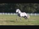 Five Time National Champion Santeño kdw Available At Stud! Leviton, Vasallo II Bloodlines