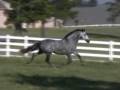 videos de Five Time National Champion Santeño kdw Available At Stud! Leviton, Vasallo II Bloodlines