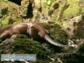 North American River Otters (Britannica.com)