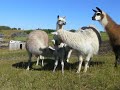 Manna - Baby Llama Stands for First Time