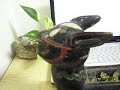 Around 20-years-old wooden rabit bought in Chiang mai,Thailand Around 20-years-old wooden rabit bought in Chiang mai,Thailand