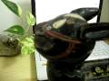 videos de Around 20-years-old wooden rabit bought in Chiang mai,Thailand