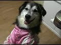 待望ののあちゃん（motorFIX所属）第2弾。揃った両手がラブリーです。