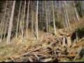 lumberjacks-on-the-t