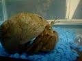 Large Marine Hermit crab from Stataen Island Large Marine Hermit crab from Stataen Island