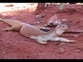 I am Australian