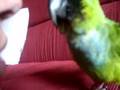 BANDIT NANDAY CONURE