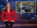 El Senado dijo sí a las ballenas