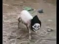 Ovelha from Hell