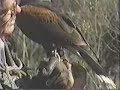 Falconry Hunt part 1 Falconry Hunt part 1