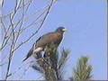 Falconry Hunt part 1