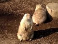 プレーリードッグ（江戸川区自然動物園）