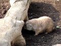 プレーリードッグ（江戸川区自然動物園）
