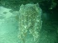 Giant Cuttlefish 3