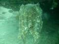 Giant Cuttlefish 3