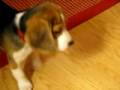 Kodak Berthiaume Barking at Snoring Cow #2