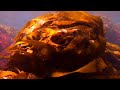 Dive Into Your Imagination Underwater West Coast Demo Reel