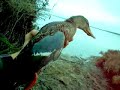 caccia mestolone ancora vivo caccia mestolone ancora vivo
