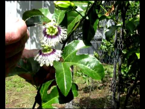 how to fertilize passion fruit