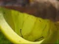 PLANTE CARNIVORE CAPTURE PLANTE CARNIVORE CAPTURE