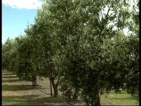 how to cure olives nz
