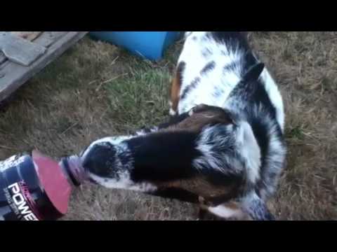 Crazy goat loves powerade!